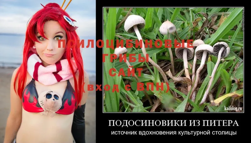 гидра онион  Изобильный  Галлюциногенные грибы Psilocybe 